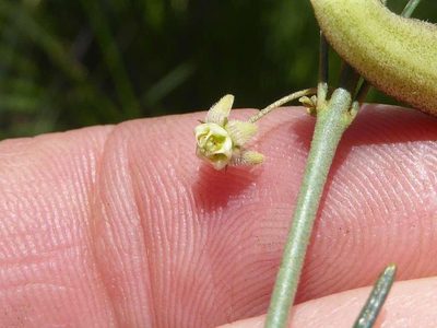 Aspidoglossum glanduliferum, photographed by Andrew Hankey