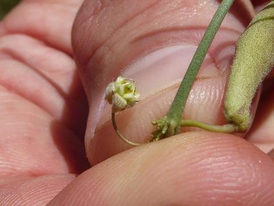 Aspidoglossum glanduliferum, photographed by Andrew Hankey