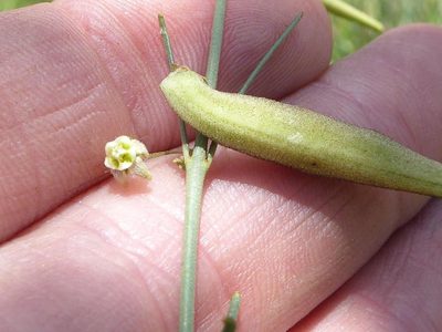 Aspidoglossum glanduliferum, photographed by Andrew Hankey