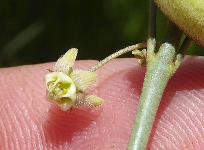 Aspidoglossum glanduliferum, photographed by Andrew Hankey