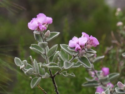 Podalyria hirsuta, photographed by Jeremy Gilmore