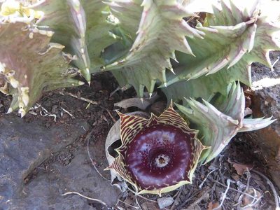 Huernia transvaalensis, photographed by Andrew Hankey