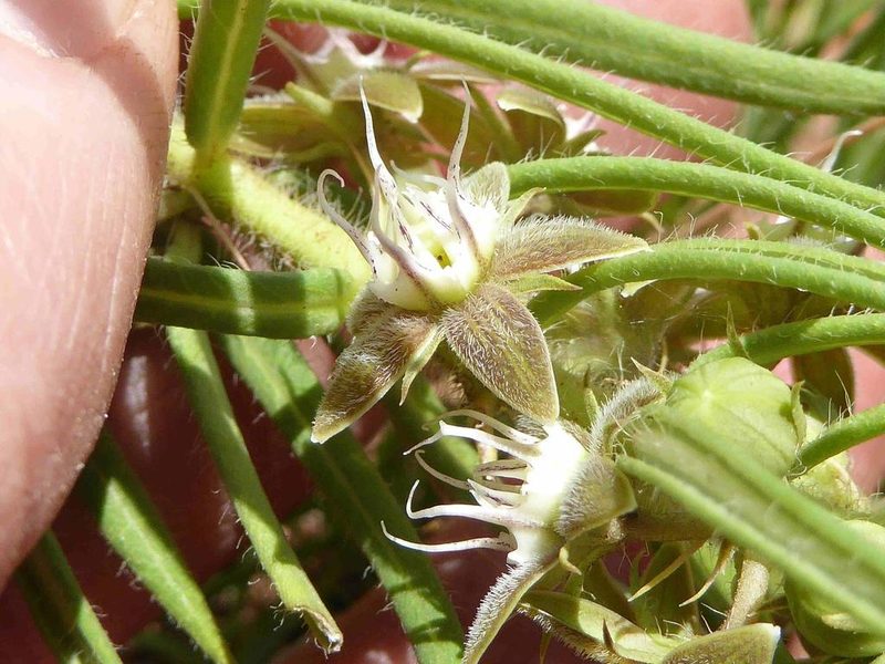 Aspidoglossum ovalifolium, photographed by Andrew Hankey