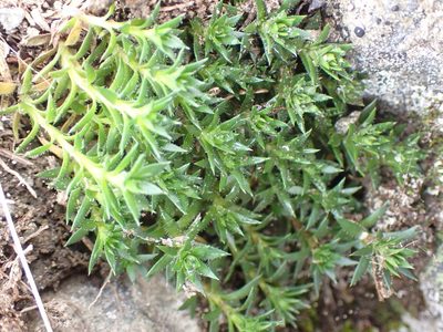 Saxifraga bronchialis, photographed by Randal