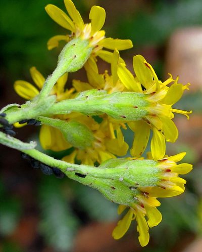 Senecio lineatus, photographed by Di Turner