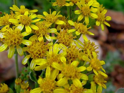 Senecio lineatus, photographed by Di Turner