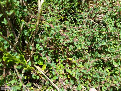 Cliffortia tricuspidata, photographed by Chris Vynbos