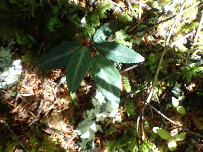 Chimaphila menziesii, photographed by Randal
