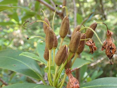 Rhododendron macrophyllum, photographed by Randal