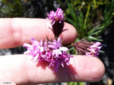 Corymbium congestum, photographed by Chris Vynbos