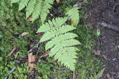 Dryopteris campyloptera, photographed by Steven Lamonde