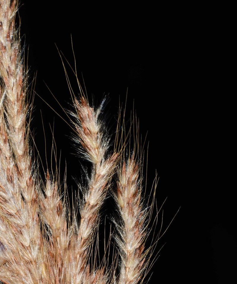 Saccharum filifolium, photographed by S.MORE
