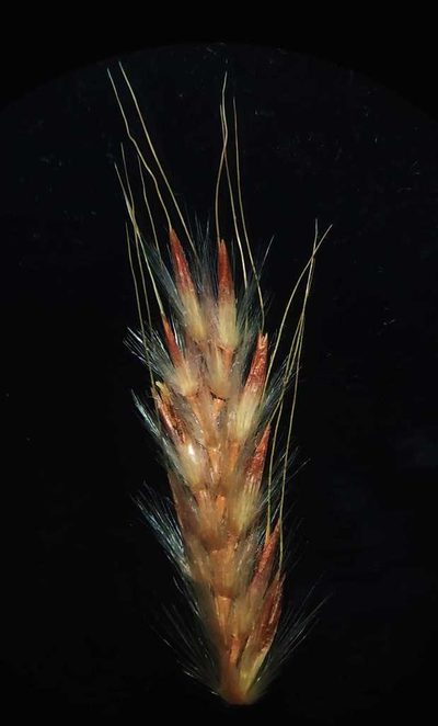 Saccharum filifolium, photographed by S.MORE