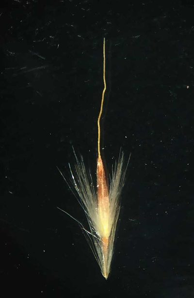 Saccharum filifolium, photographed by S.MORE