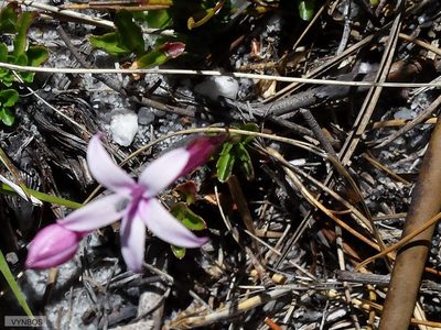 Lobelia stenosiphon, photographed by Chris Vynbos