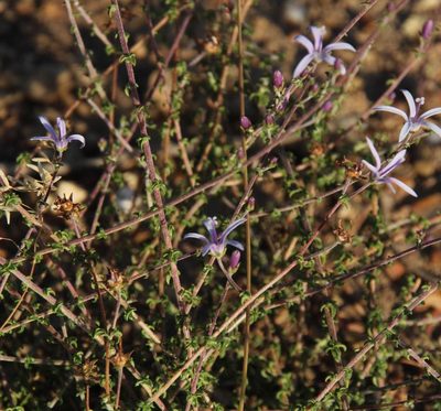 Wahlenbergia loddigesii, photographed by Tony Rebelo