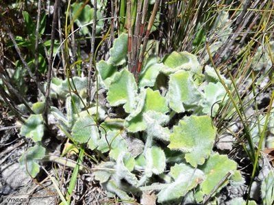 Centella flexuosa, photographed by Chris Vynbos