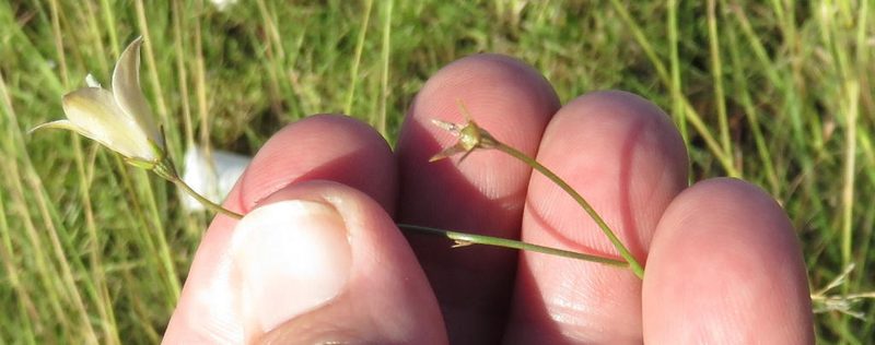 Wahlenbergia virgata, photographed by Nicola van Berkel