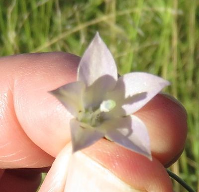Wahlenbergia virgata, photographed by Nicola van Berkel