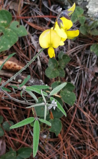 Crotalaria mollicula, photographed by Eugenio Padilla