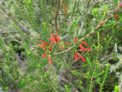 Erica chloroloma, photographed by Di Turner