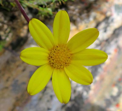 Osteospermum asperulum, photographed by Di Turner