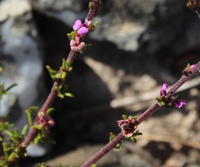 Muraltia rhamnoides, photographed by Tony Rebelo