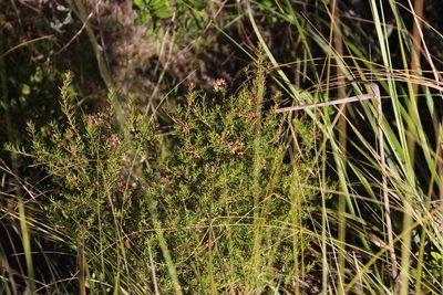 Agathosma foetidissima, photographed by Tony Rebelo