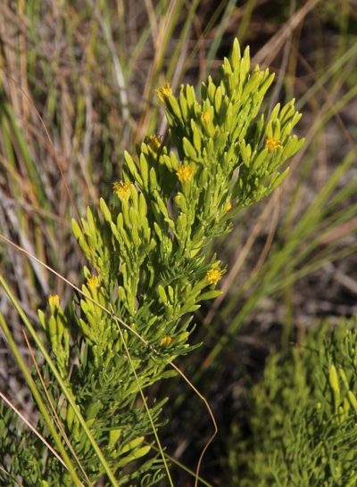 Senecio bipinnatus, photographed by Tony Rebelo