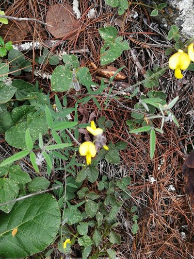 Crotalaria mollicula, photographed by Eugenio Padilla