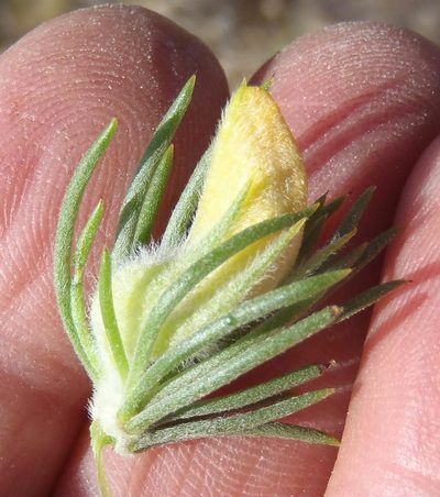 Aspalathus acanthes, photographed by Nicola van Berkel