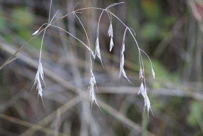 Bromus japonicus, photographed by Clay