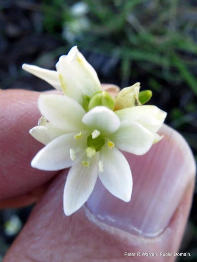 Nicipe paludosa, photographed by Peter Warren
