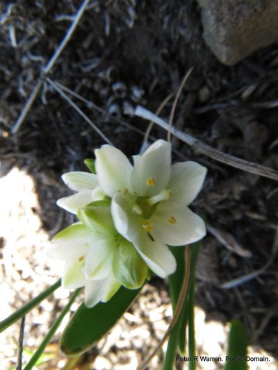 Nicipe paludosa, photographed by Peter Warren