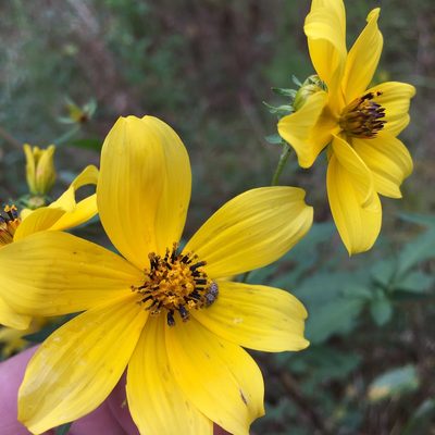 Bidens aristosa, photographed by Becky Dill