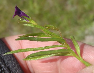 Monopsis simplex, photographed by Nicola van Berkel