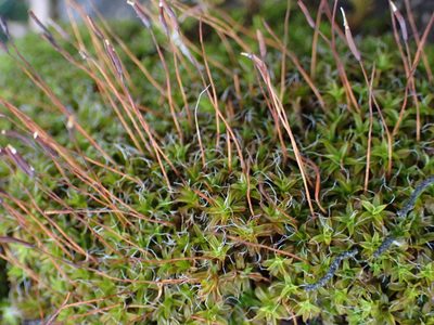 Syntrichia princeps, photographed by Randal