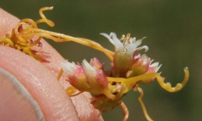 Cuscuta nitida, photographed by Tony Rebelo