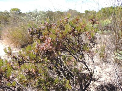 Serruria decipiens, photographed by Jacques van der Merwe