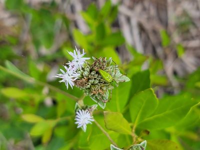 Elephantopus elatus, photographed by Michelle Sevcovas