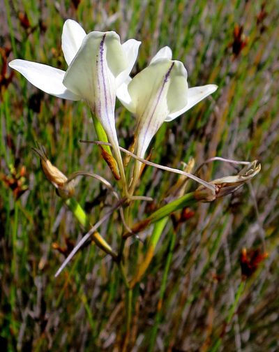 Disa schlechteriana, photographed by Di Turner