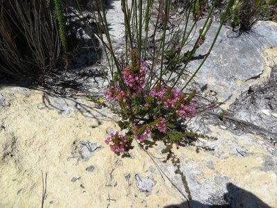 Erica gracilipes, photographed by linkie