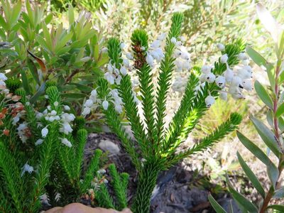 Erica pulvinata, photographed by linkie