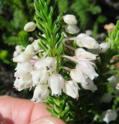 Erica pulvinata, photographed by linkie