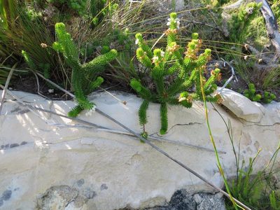 Erica pulvinata, photographed by linkie