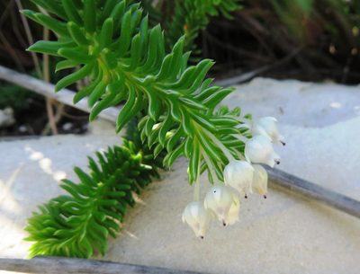 Erica pulvinata, photographed by linkie