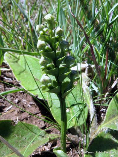 Disperis cardiophora, photographed by Peter Warren