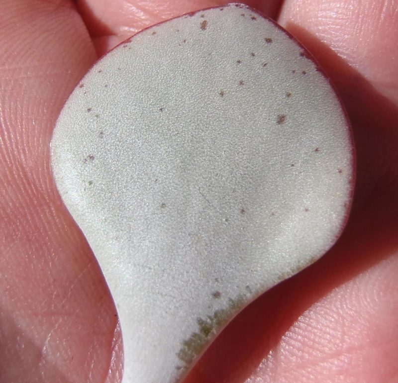 Adromischus inamoenus, photographed by Nicola van Berkel