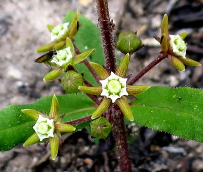 Aspidoglossum heterophyllum, photographed by Di Turner
