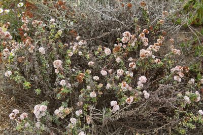 Eriogonum parvifolium, photographed by Megan Ralph